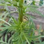 Artemisia biennis Fruit