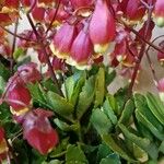 Kalanchoe miniata Blüte