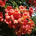 Campsis grandiflora Flower