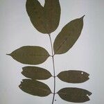 Parahancornia fasciculata Лист