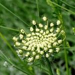 Daucus carota Květ