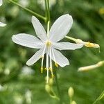 Anthericum ramosum Žiedas