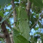 Prunus campanulata Leaf