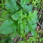 Lactuca floridana Hoja