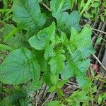 Lactuca floridana 葉