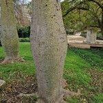 Ceiba speciosa خشب