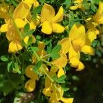 Cytisus spinosus Blüte