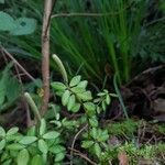 Peperomia tetraphylla Hoja