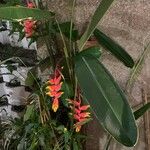 Heliconia rostrata Квітка