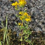 Hypericum perfoliatum Flower