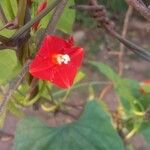 Ipomoea hederifolia Blomma