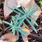 Euphorbia lathyris Blad