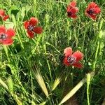 Papaver argemone Inny