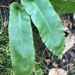 Dryopteris sieboldii Leaf