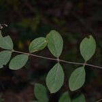 Lonicera xylosteum葉