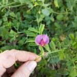 Vicia sativa花