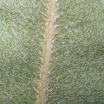 Elaphoglossum brenesii Arall