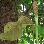 Coccoloba caracasana برگ