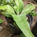 Kalanchoe gastonis-bonnieri Ліст