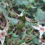 Rosa pendulina Fruto