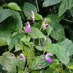 Brillantaisia lamium Leaf