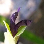 Salvia discolor Fleur