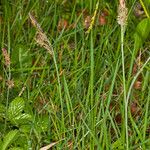 Carex flacca Цветок