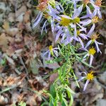 Galatella sedifolia Blomma