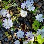 Nemophila maculata عادت داشتن