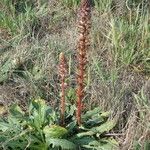 Orobanche minor Hábito