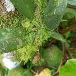 Bulbophyllum longiflorum Kukka