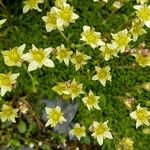 Saxifraga exarata 花