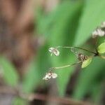 Ageratina riparia Ffrwyth