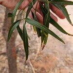 Searsia lancea Leaf