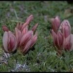 Trifolium nanum Flower