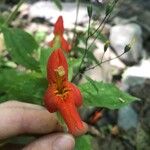 Mimulus cardinalis Flor