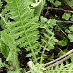 Achillea odorata Blad