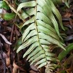 Polystichum munitumLeaf