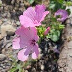 Malope trifida Blomst