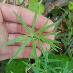 Galium aristatum 葉