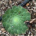 Aeonium tabulaeforme 形态