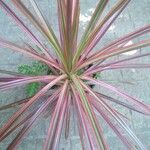 Dracaena reflexaЛист