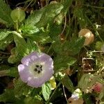 Nicandra physalodesफूल