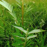 Filipendula ulmaria Blad