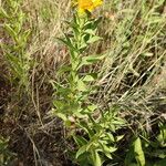 Pentanema spiraeifolium Habit