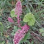 Petasites hybridus Blomma