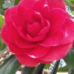Rosa cinnamomea Цвят