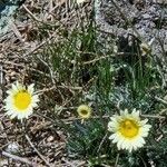 Leucanthemopsis flaveola Blüte