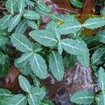 Euonymus fortunei ഇല