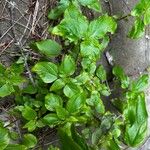 Parietaria debilis Yeri